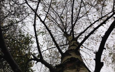 “No such thing as an arboreal coincidence” exclaimed the Doctor…