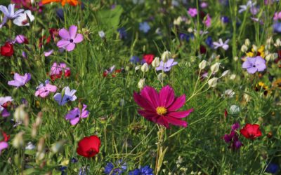 Rewilding politics