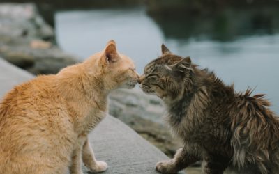Bearing one another’s burdens
