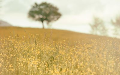 ‘Is it too late to stop climate catastrophe?’
