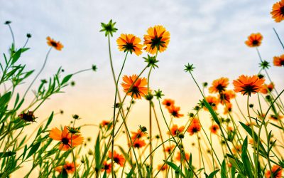 Poet theologian blogs on June drop