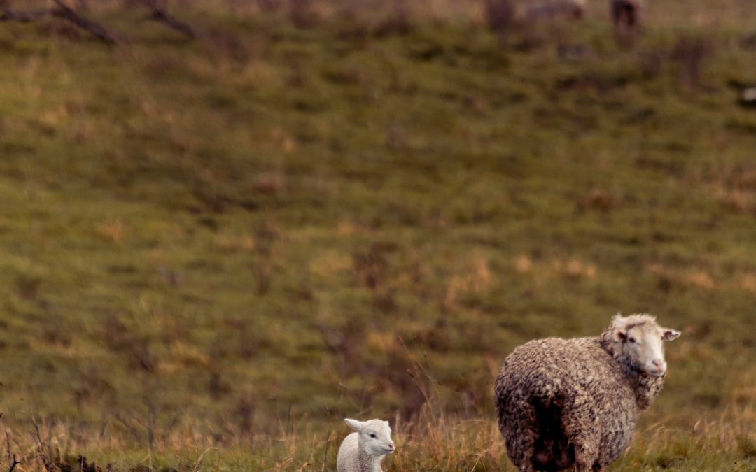Feed My Lambs – by Poet Theologian Hannah Stone.