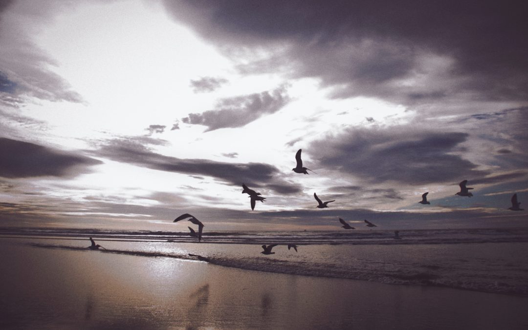 seagulls over beach