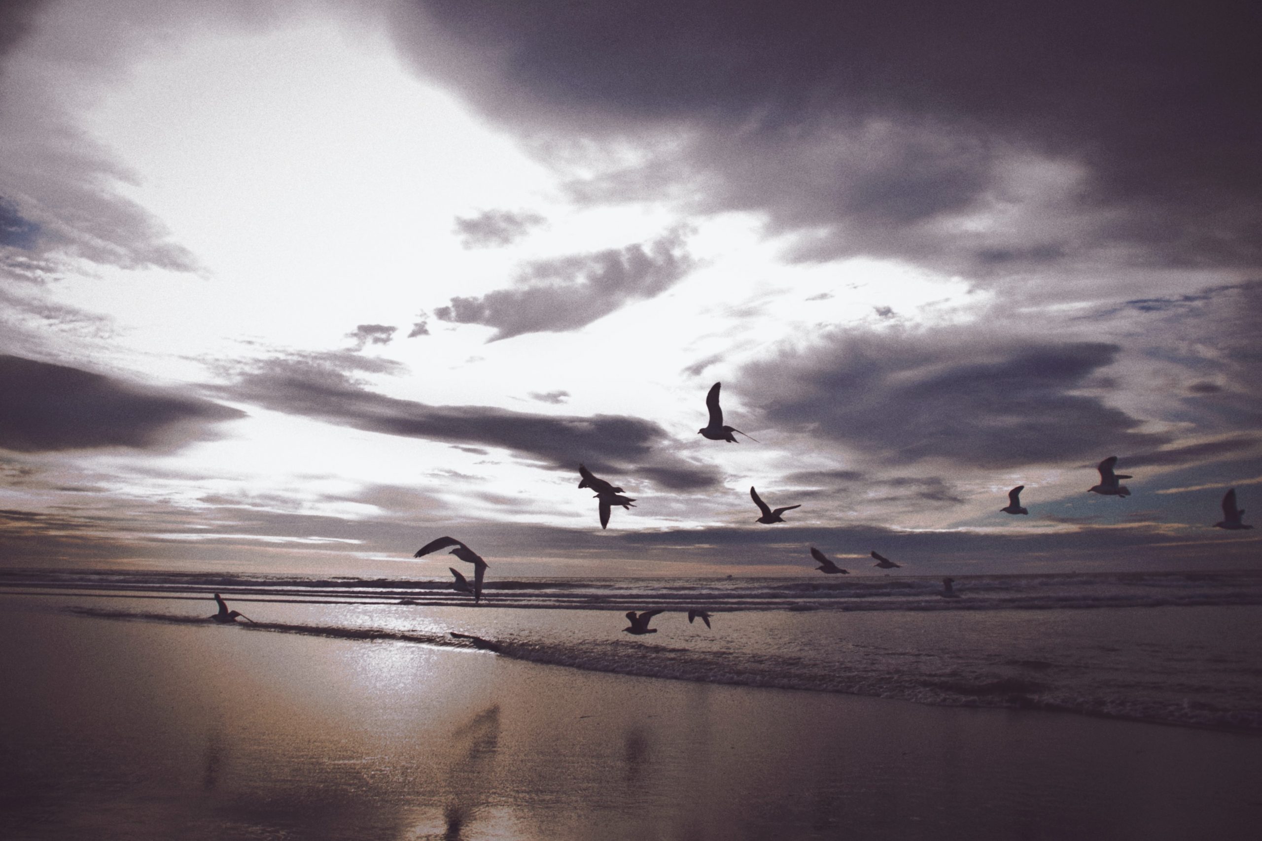 seagulls over beach